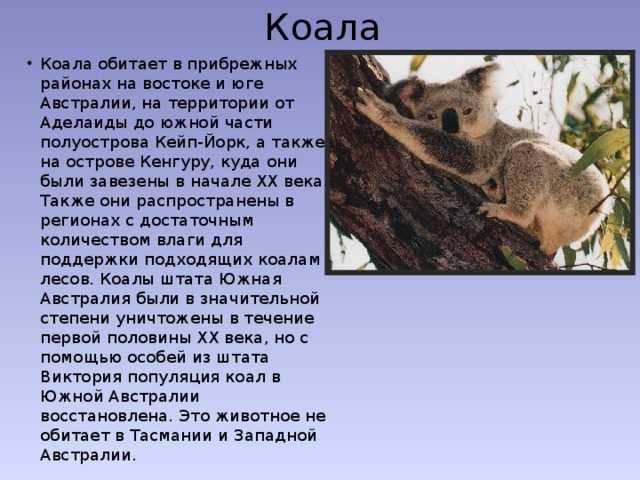 Интересные факты о коалах, особенности, образ жизни, влияние на природу 🔥фанфакт.ру