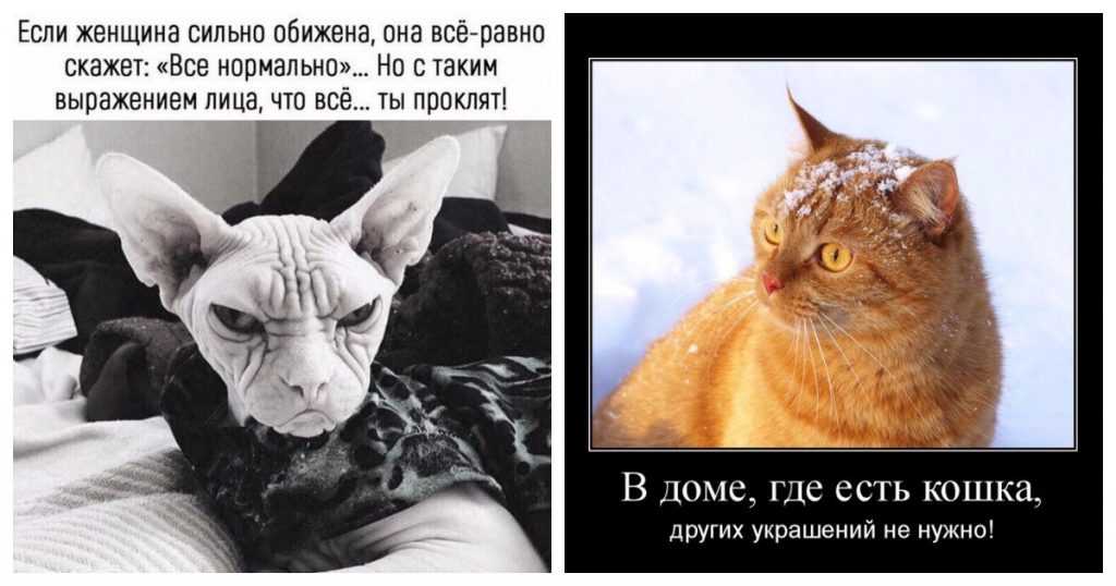 Анекдот против мема: как от историй про вовочку мы перешли к котам наташи