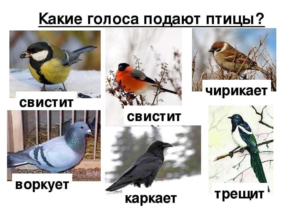 Что такое reddit? руководство для новичков | rusbase