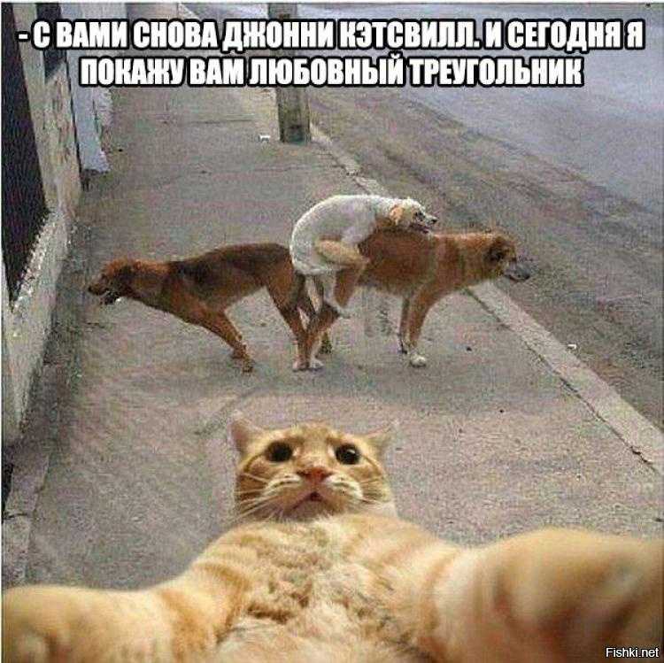 10 самых опасных животных в индии — сайт эксперта по животным - зоомир