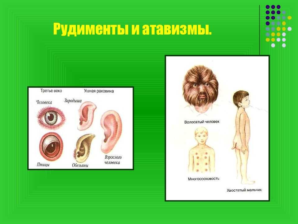 Читать онлайн книгу биология. общая биология. базовый уровень. 11 класс - владислав сивоглазов бесплатно. 8-я страница текста книги.