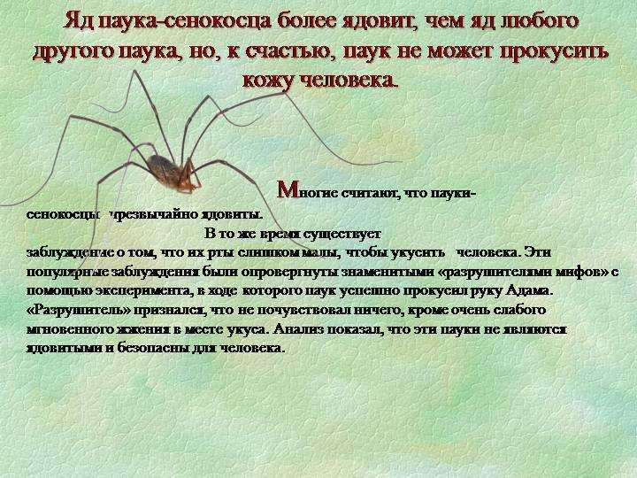 Дразнилки и дурацкие стишки