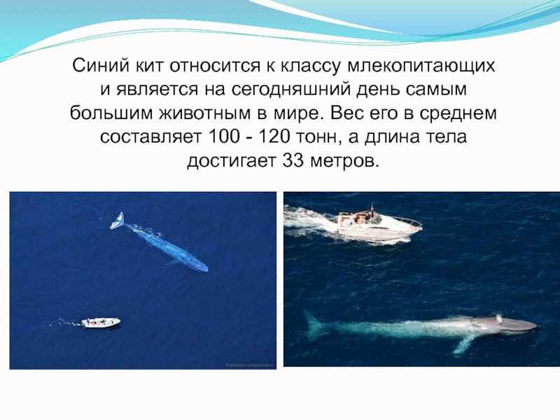 Киты в морях россии: где обитают, какие виды и где их можно посмотреть?