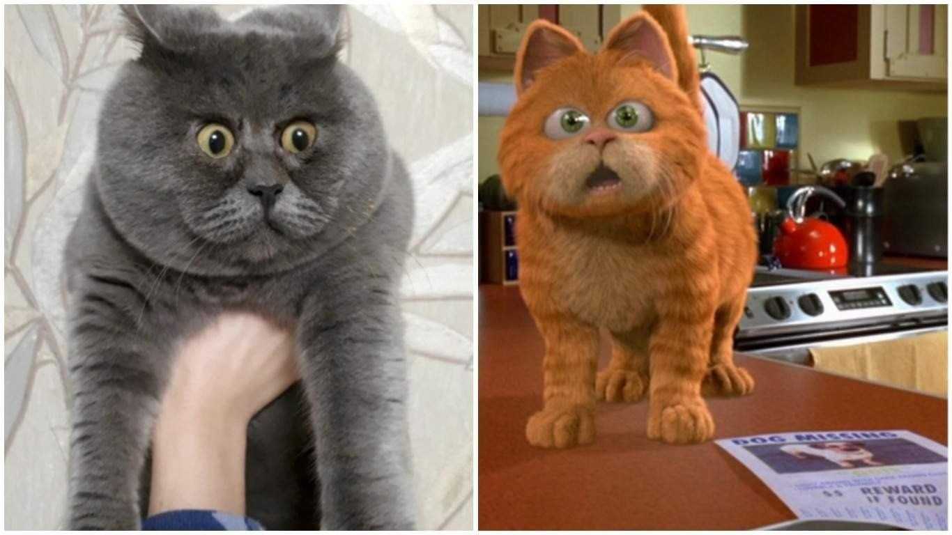 Кто такой кот федя