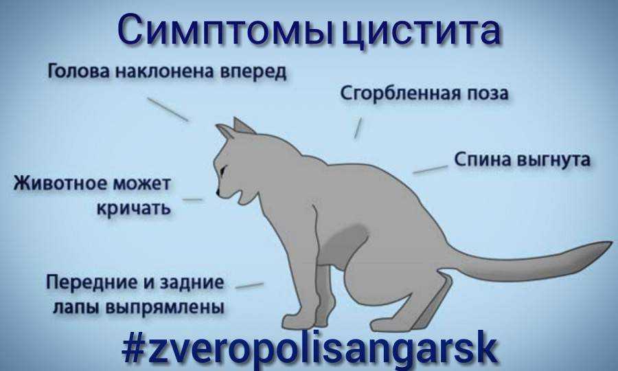 Плачущий кот-банан, максвелл и happy happy happy: откуда появились мемные видео с котами