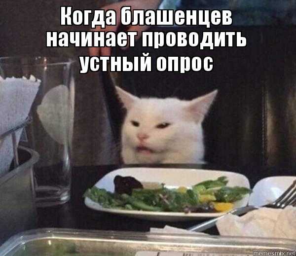 Как зовут кота вконтакте