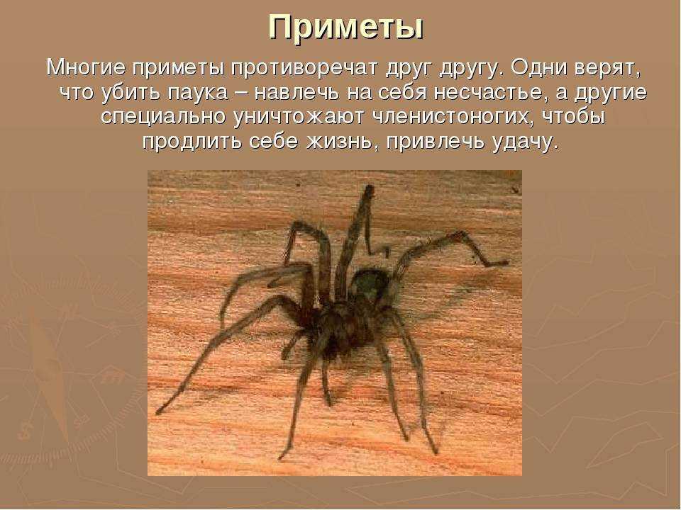 Бабочкарий: как ухаживать за бабочкой в домашних условиях